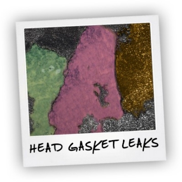 POLAROID - head
